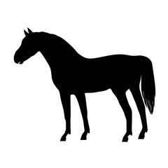 Vector horse black silhouette