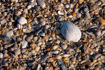 Closeup photo of large shell on top of bed of assorted smaller shells from a Florida beach 