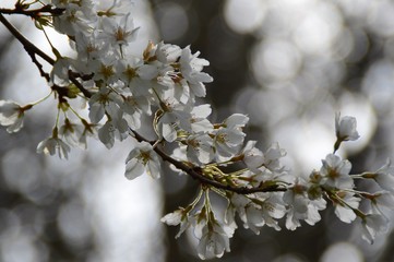 Blossom