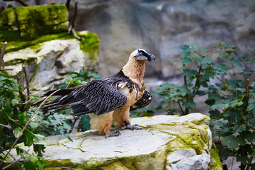 Bearded vulture (Gypaetus barbatus) . Lammergeier or Bearded Vulture
