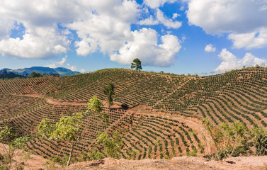Coffee plantation in the highlands of Honduras