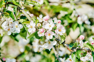 Spring  background with white blossom.  spring floral background. Blooming tree branches with white flowers
