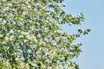 Spring  background with white blossom.  spring floral background. Blooming tree branches with white flowers