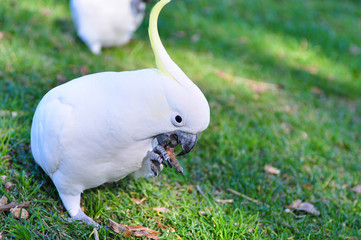 sulphur-crested cockatoo
