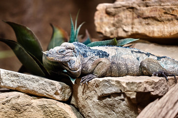 Goliath Dragons. Rhinoceros iguana. Lizard reptile iguana - obrazy, fototapety, plakaty