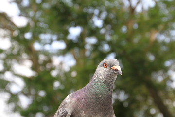 pigeon