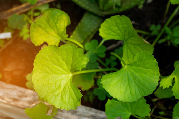 gotu kola leaves or centella