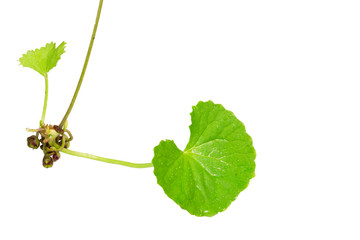 kotu kola ,centella on white background