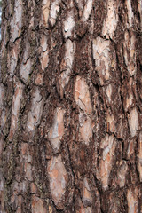 кора сосны © evg310