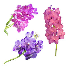 collection of  Purple orchid branch isolated on white background