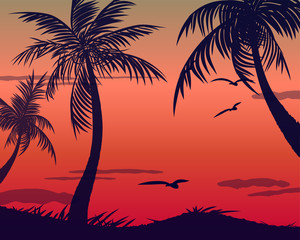 Fototapeta na wymiar Summer tropical backgrounds set with palms, sky and sunset