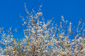 Spring blossom background. spring flowers