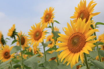 Fototapeta premium sunflower