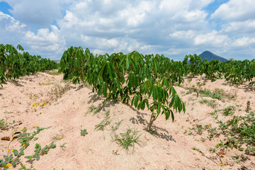 Fototapeta na wymiar Cassava plantation farming , growing of Cassava