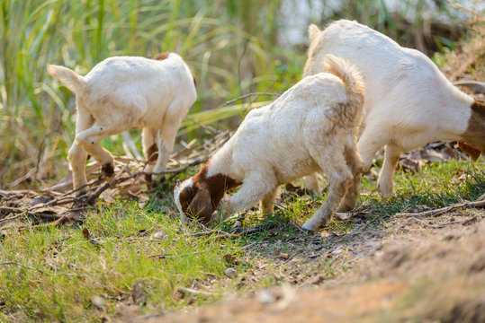 Goats eating grass