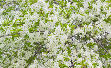 Background of the blossoming cherry trees