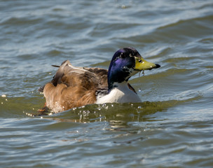 Mallard duck just after landing on river