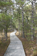 Obraz premium Boardwalk Through Forest