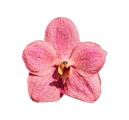 single Red orchid isolated on white background