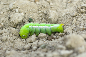 green butterfly caterpillar on soil