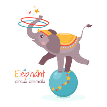 Circus elephant balances on ball and twists the hoops with its trunk. Vector illustration in cartoon style for ticket, invitation, card, flyer etc. Trained animal performs on the scene