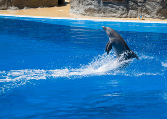 dolphins swim in the pool