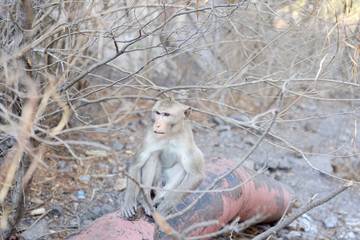 monkey