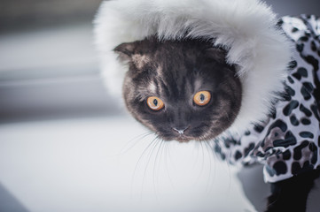 British short-haired cat in clothes. Cat soccer player. A beautiful home cat sits on a windowsill