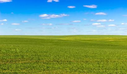 Obraz premium sky and grass (ground), background