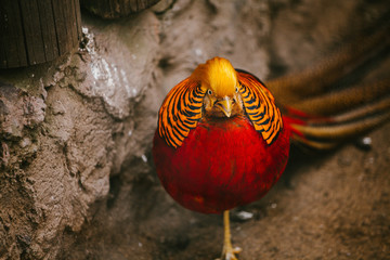 Golden Pheasant