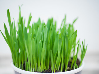 Green grass in a pot