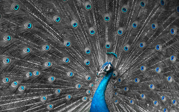 Fototapeta Mono tone close up of peacock showing drametic trail