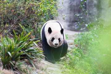 lovely giant panda in zoo