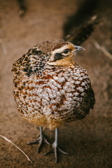 Royal pheasant