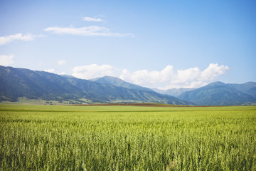 Field with oats. Altai. Summer landscape