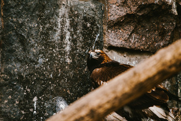 Brown Eagle