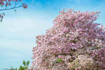 Tabebuia rosea is a Pink Flower neotropical tree and blue sky