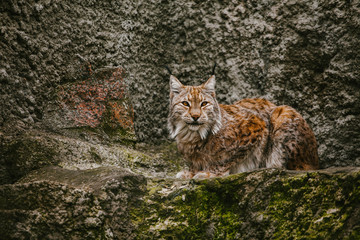 Lynx sits on the rocks