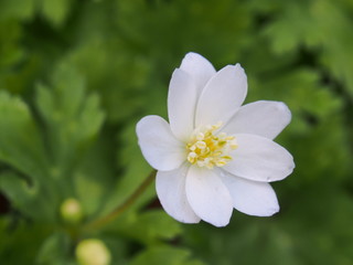 エゾノハクサンイチゲ　高山植物