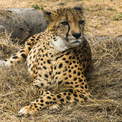 Cheetah is lying in dry grass and looking forward. Cheetah is a predator of the cat family. In just a few seconds an adult Cheetah is capable of speeds of the car. 