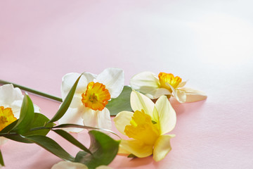 White flowers covering background