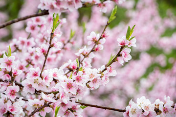 Flowering spring almond tree