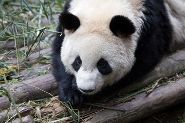 lovely giant panda in zoo