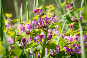 Fototapeta premium Detail from spring meadow with flowering Lamium maculatum