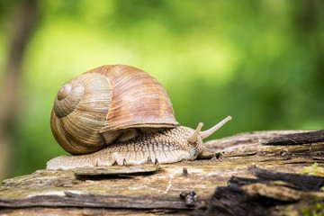 Close up shot of snail with green blurred background