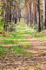 Straight path through spring pine forest