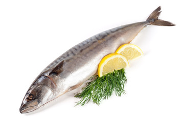 One fresh mackerel isolated on white background