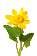 ficaria verna yellow spring flowers isolated on white background