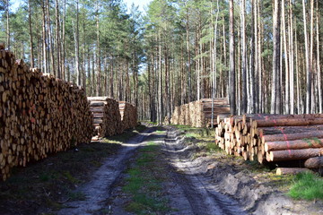 Drewno po wyrębie