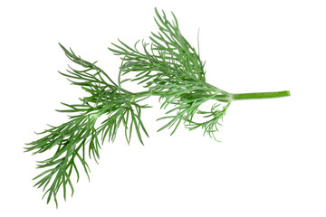 Fresh green dill isolated on white background